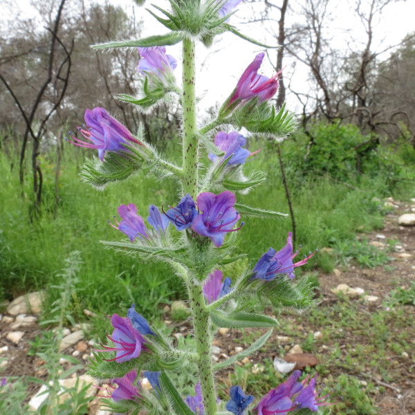 Gew&ouml;hnlicher Natternkopf