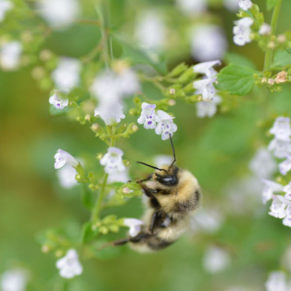 Kleinbl&uuml;tige Bergminze