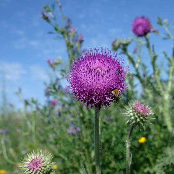 Nickende Distel