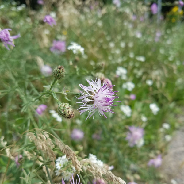 Rispen-Flockenblume
