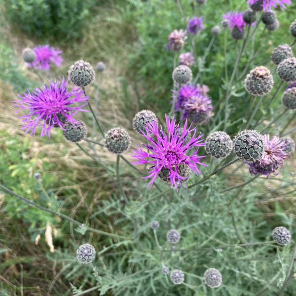 Skabiosen-Flockenblume