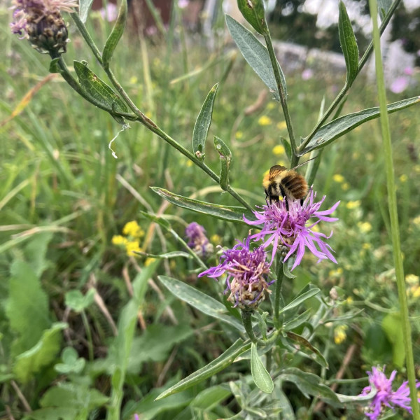 Wiesen-Flockenblume