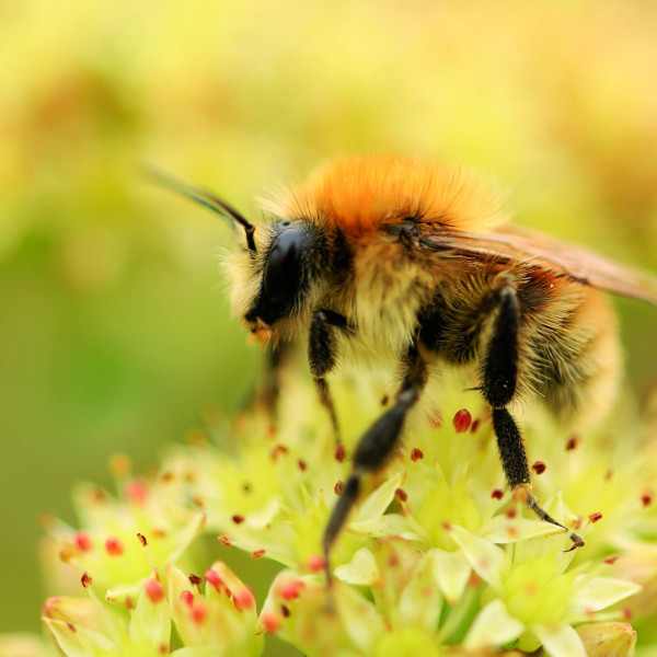 Ackerhummel
