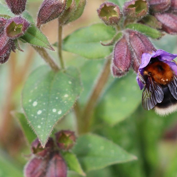 Baumhummel