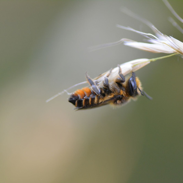 Bunte Blattschneiderbiene