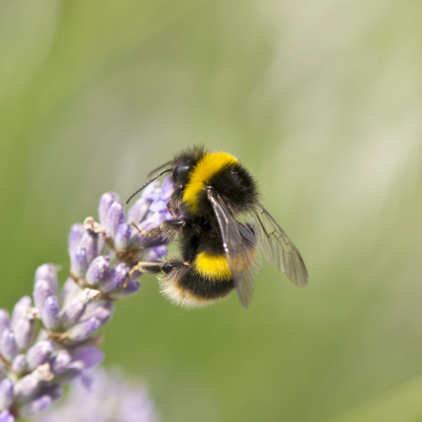 Dunkle Erdhummel