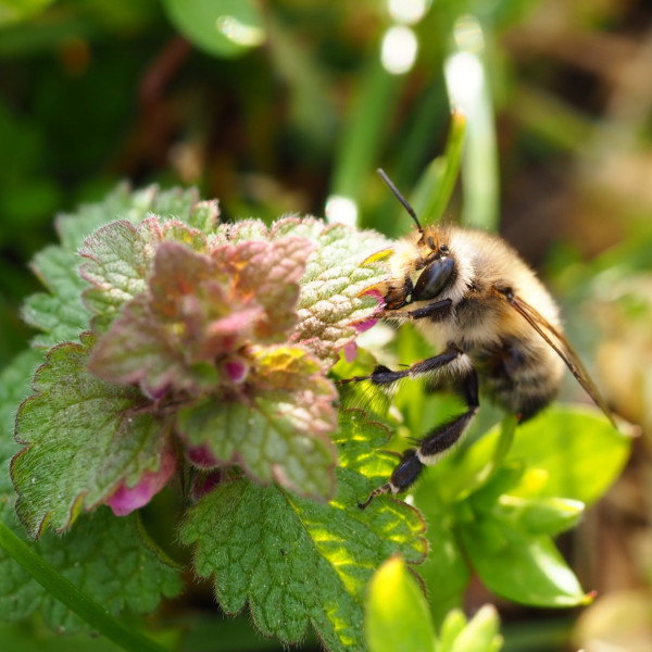 Fr&uuml;hlings-Pelzbiene