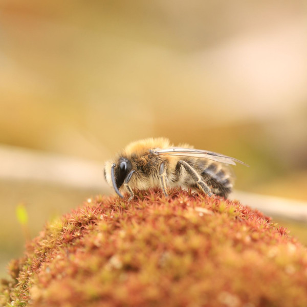 Fr&uuml;hlings-Seidenbiene