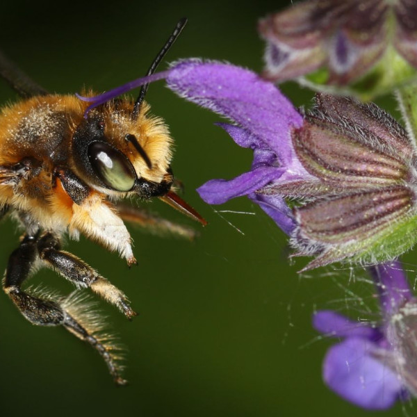 Garten-Blattschneiderbiene
