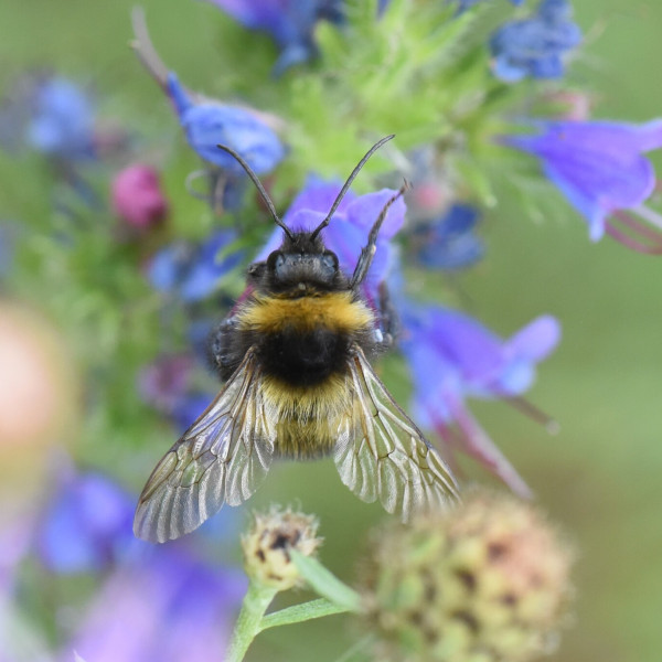 Gartenhummel