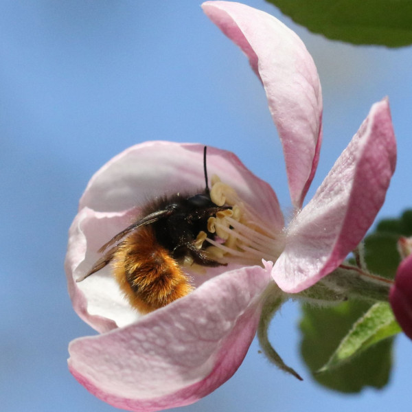 Geh&ouml;rnte Mauerbiene