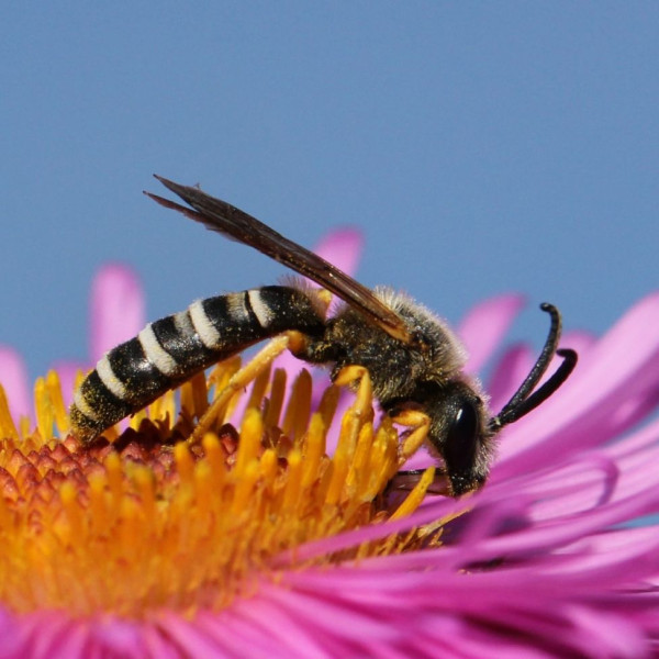 Gelbbindige Furchenbiene