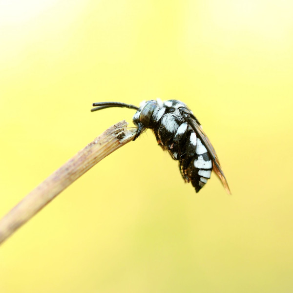 Gestutzte Fleckenbiene