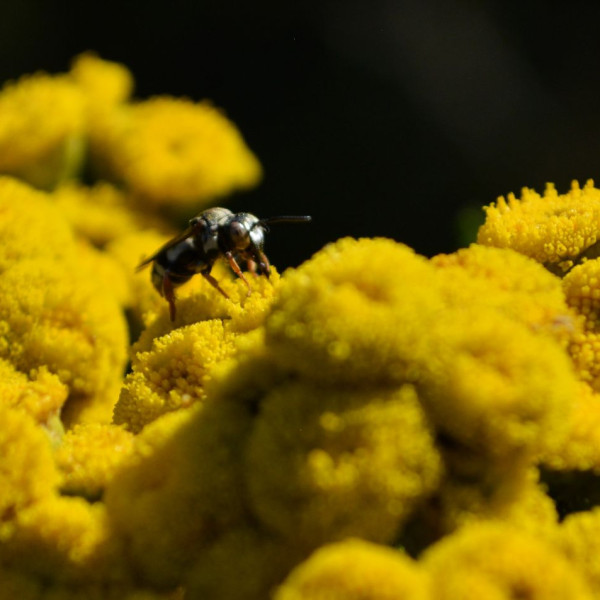 Gew&ouml;hnliche Filzbiene