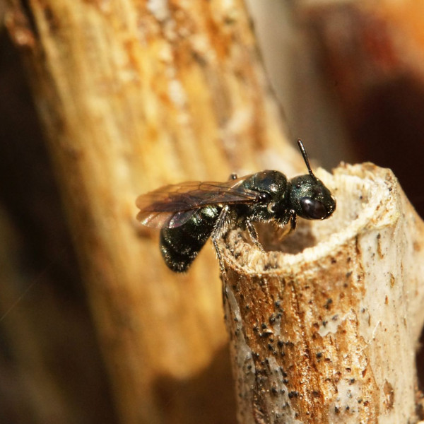 Gew&ouml;hnliche Keulhornbiene