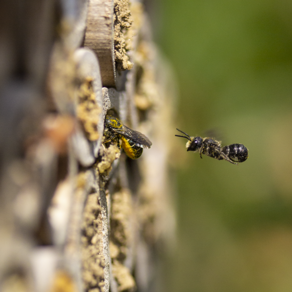 Gew&ouml;hnliche L&ouml;cherbiene