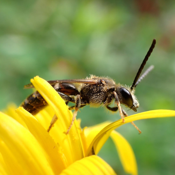 Gew&ouml;hnliche Schmalbiene