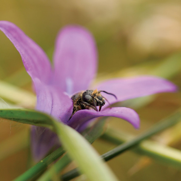 Glockenblumen-Scherenbiene