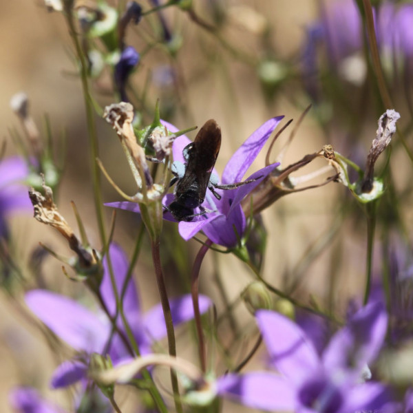 Glockenblumen-Schmalbiene