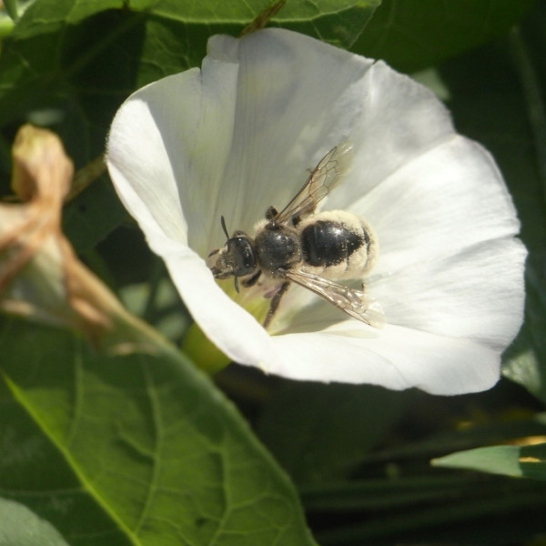 Gro&szlig;e Spiralhornbiene