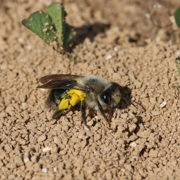 Gro&szlig;e Weiden-Sandbiene