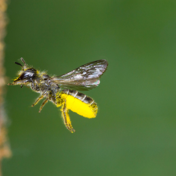 Hahnenfu&szlig;-Scherenbiene