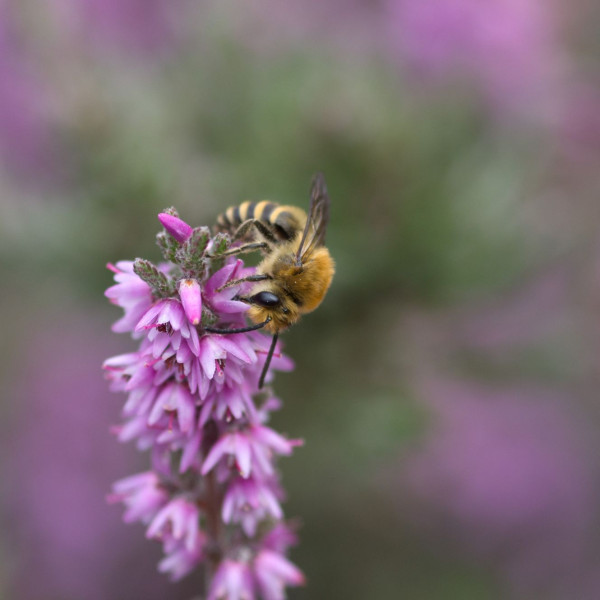 Heidekraut-Seidenbiene