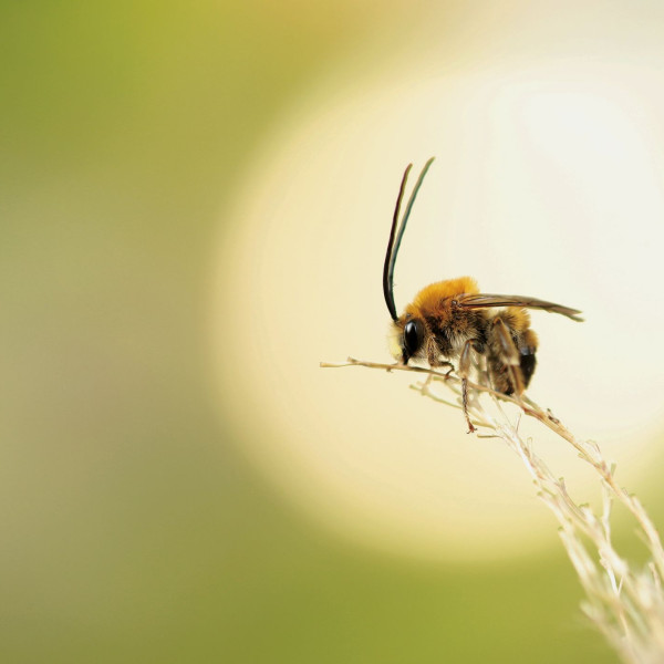 Juni‑Langhornbiene