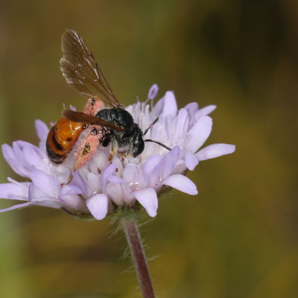 Knautien-Sandbiene