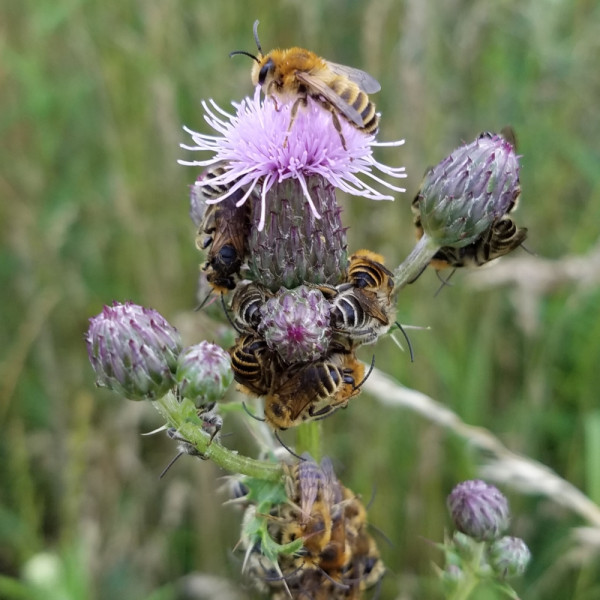 Luzerne-S&auml;gehornbiene
