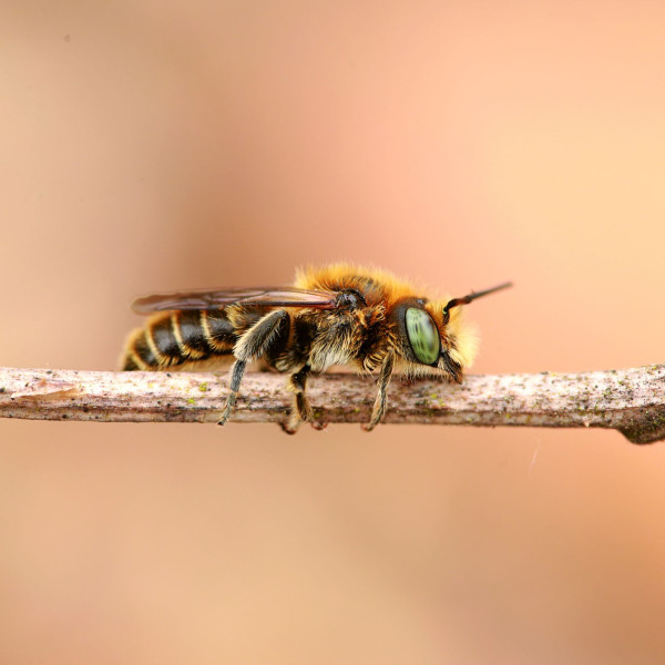 Natternkopf-Mauerbiene