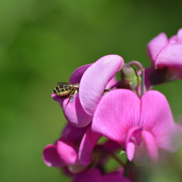 Platterbsen-M&ouml;rtelbiene