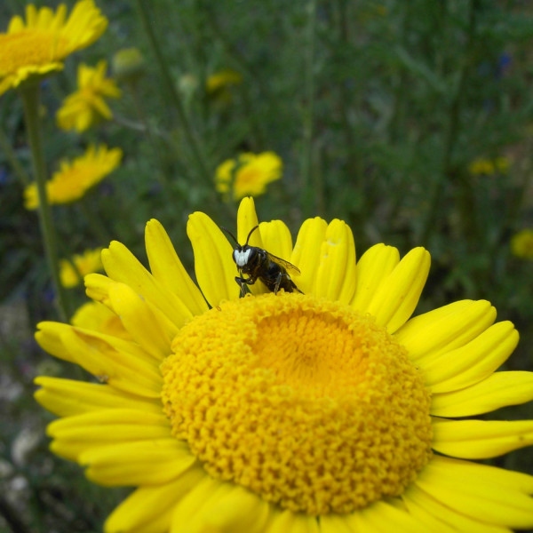 Rainfarn-Maskenbiene