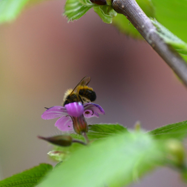 Rote Mauerbiene