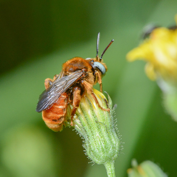 Schmuckbiene