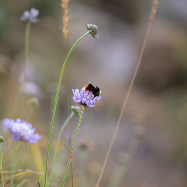 Steinhummel