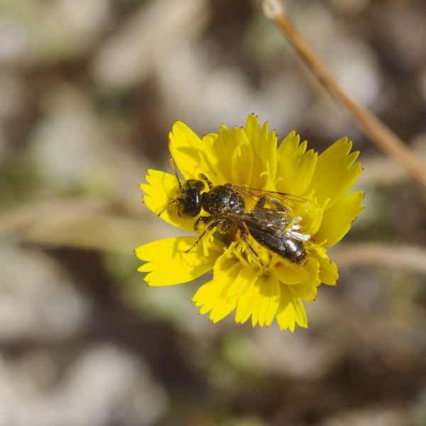 Stumpfz&auml;hnige Zottelbiene