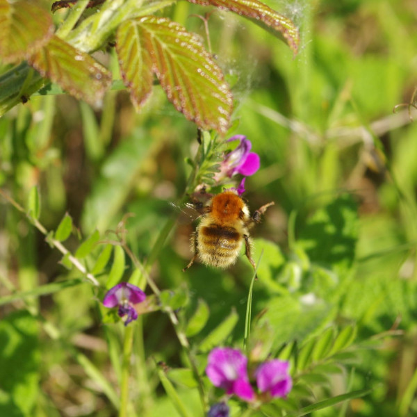Ver&auml;nderliche Hummel