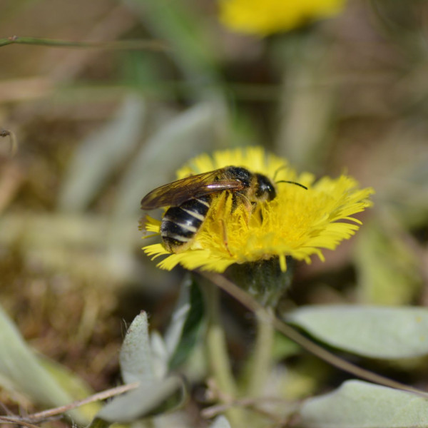 Vierbindige Furchenbiene