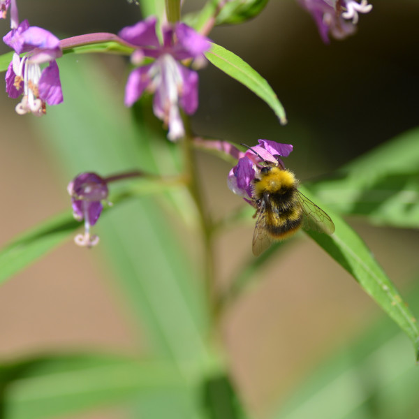 Wiesenhummel
