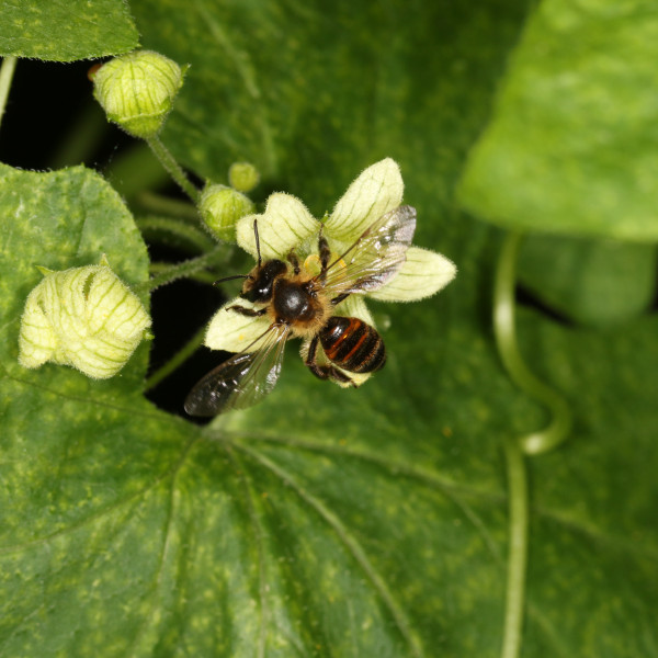 Zaunr&uuml;ben-Sandbiene